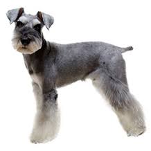 �����Ƒ��Ɍ}����O��